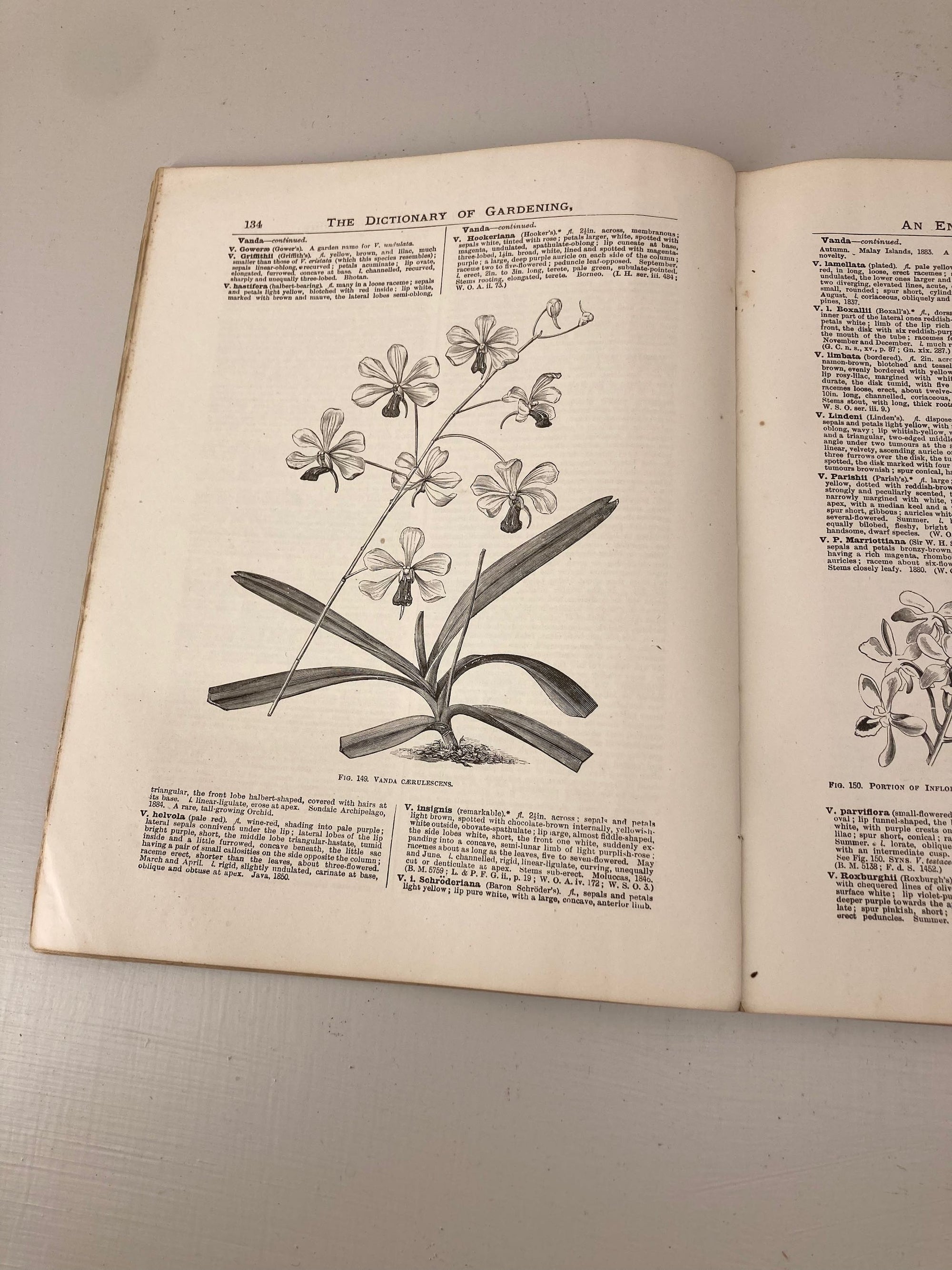 Illustrated Dictionary of Gardening Part 22