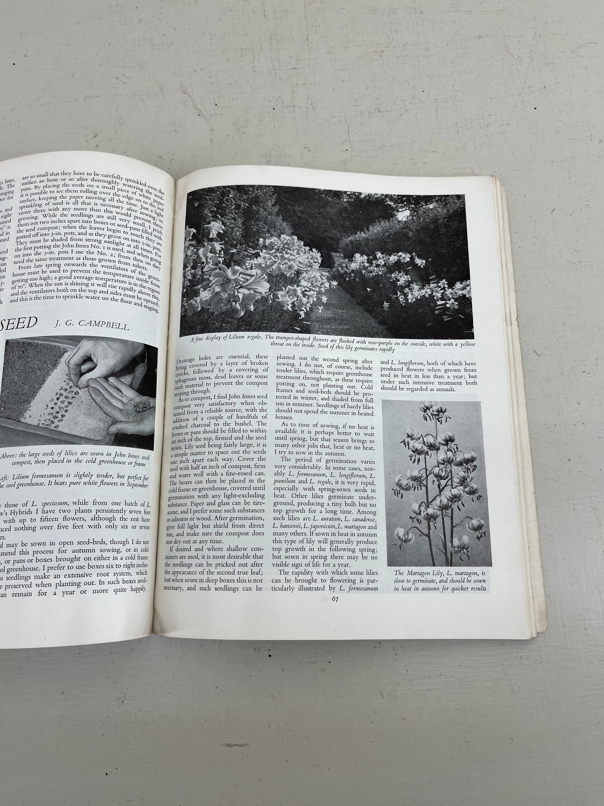 Amateur Gardening Manual 1958