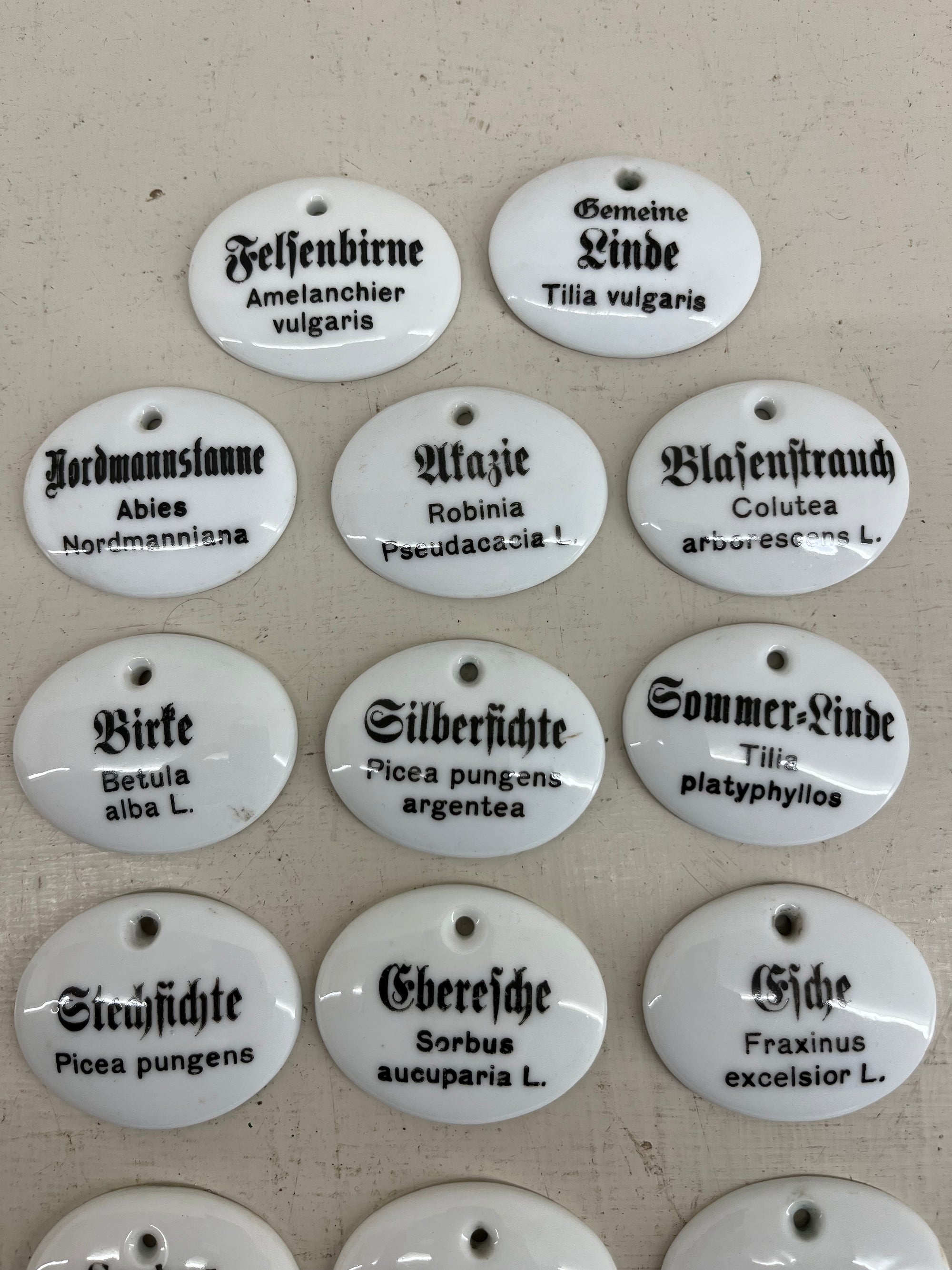 Ceramic Tree Labels