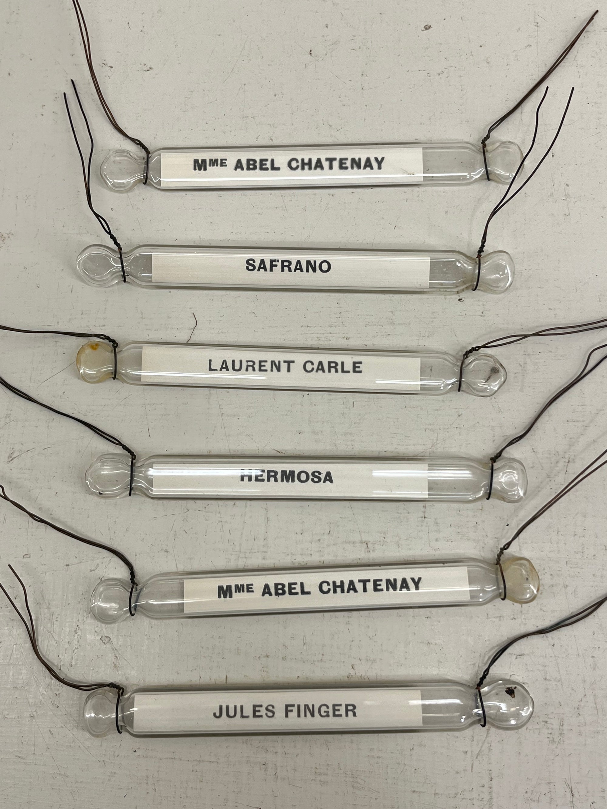 Glass Plant Labels