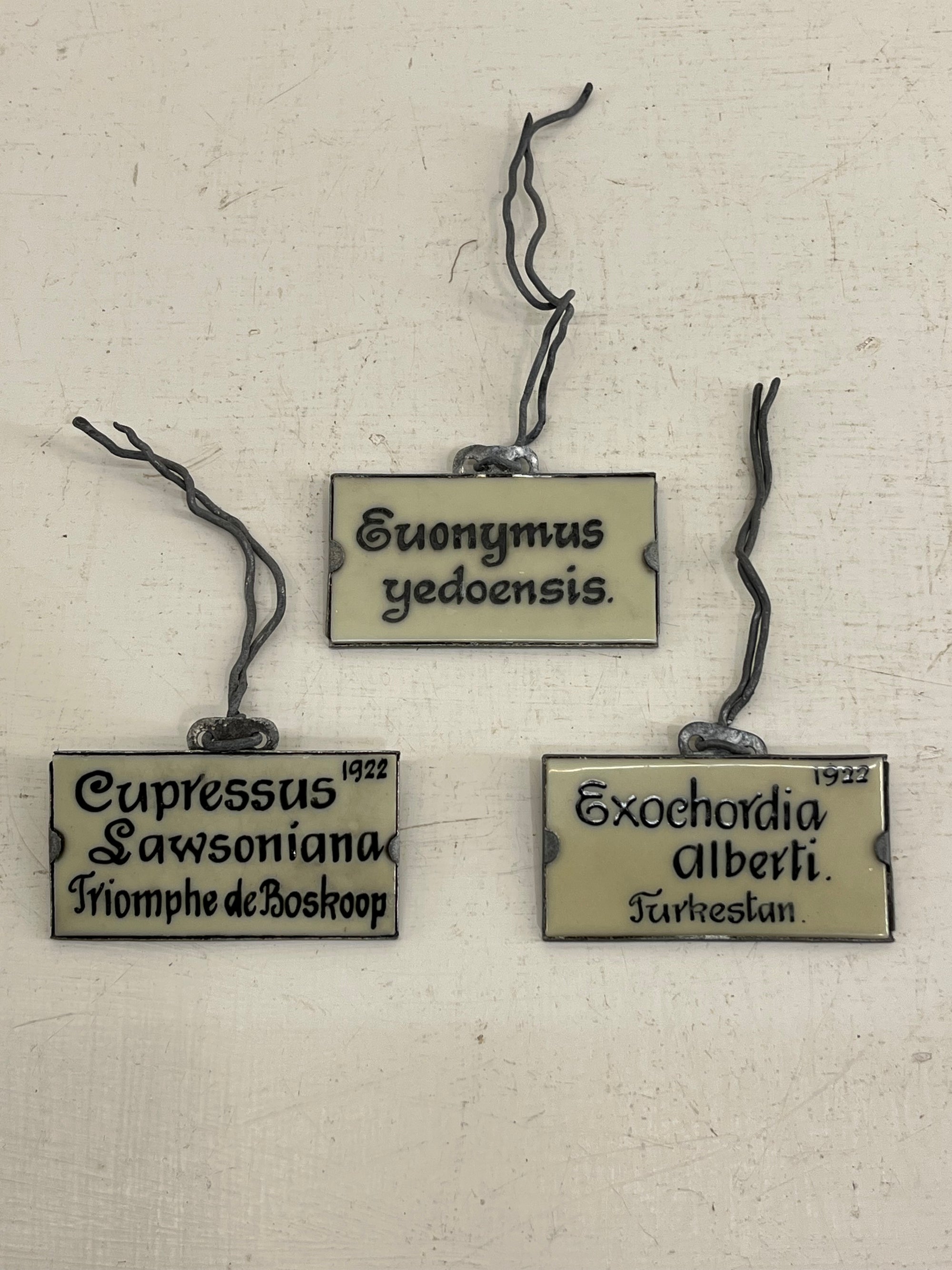 Vintage Plant Label