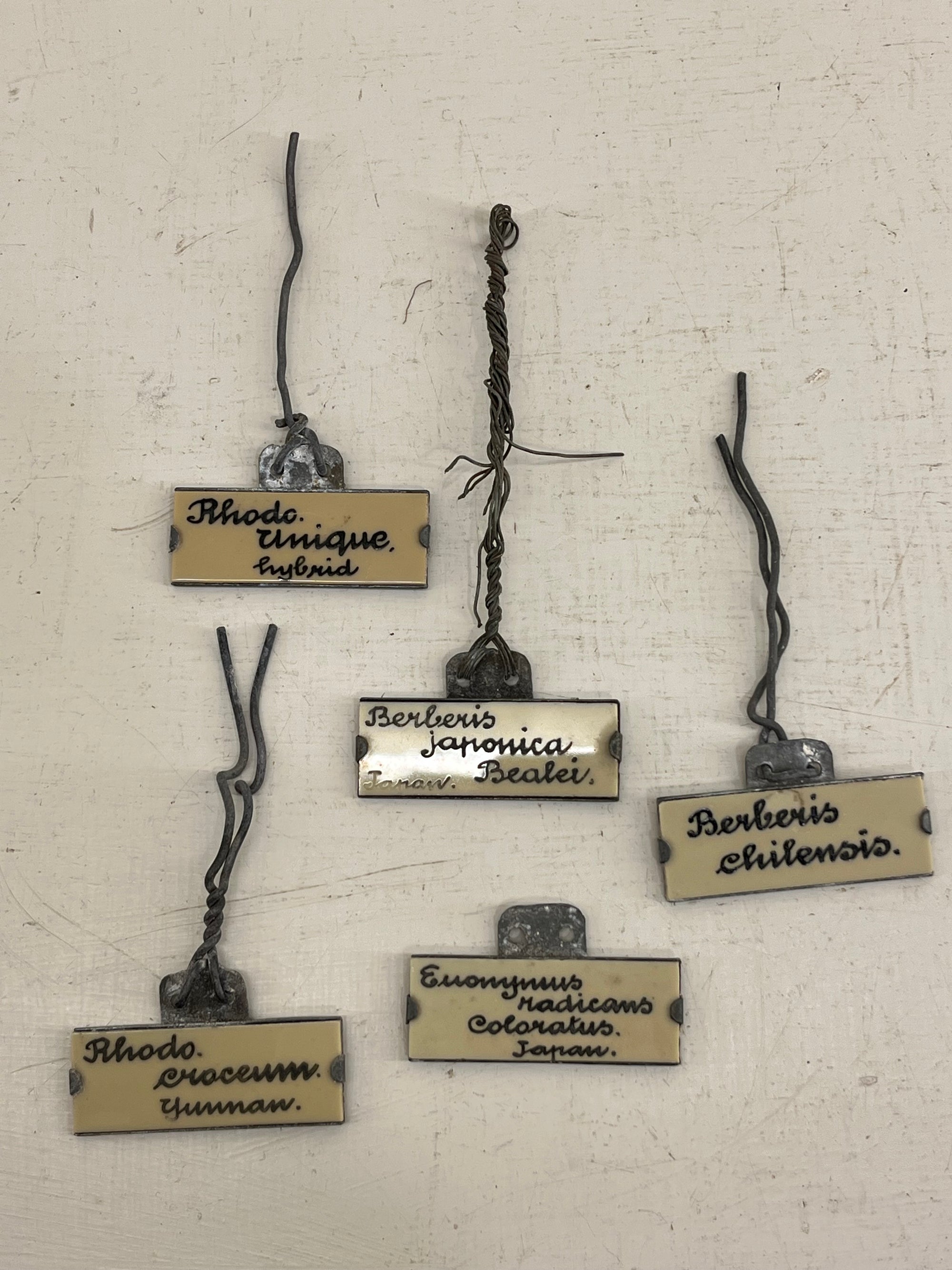 Vintage Plant Label