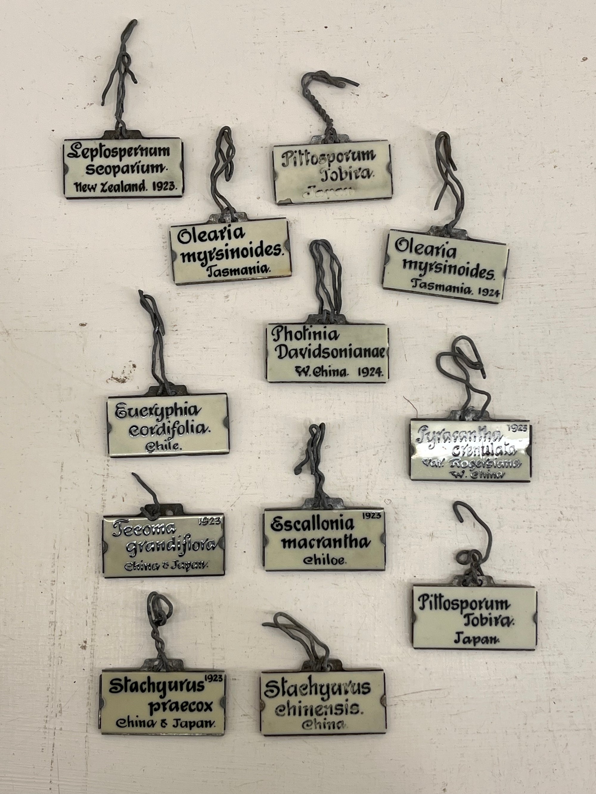 Vintage Plant Label