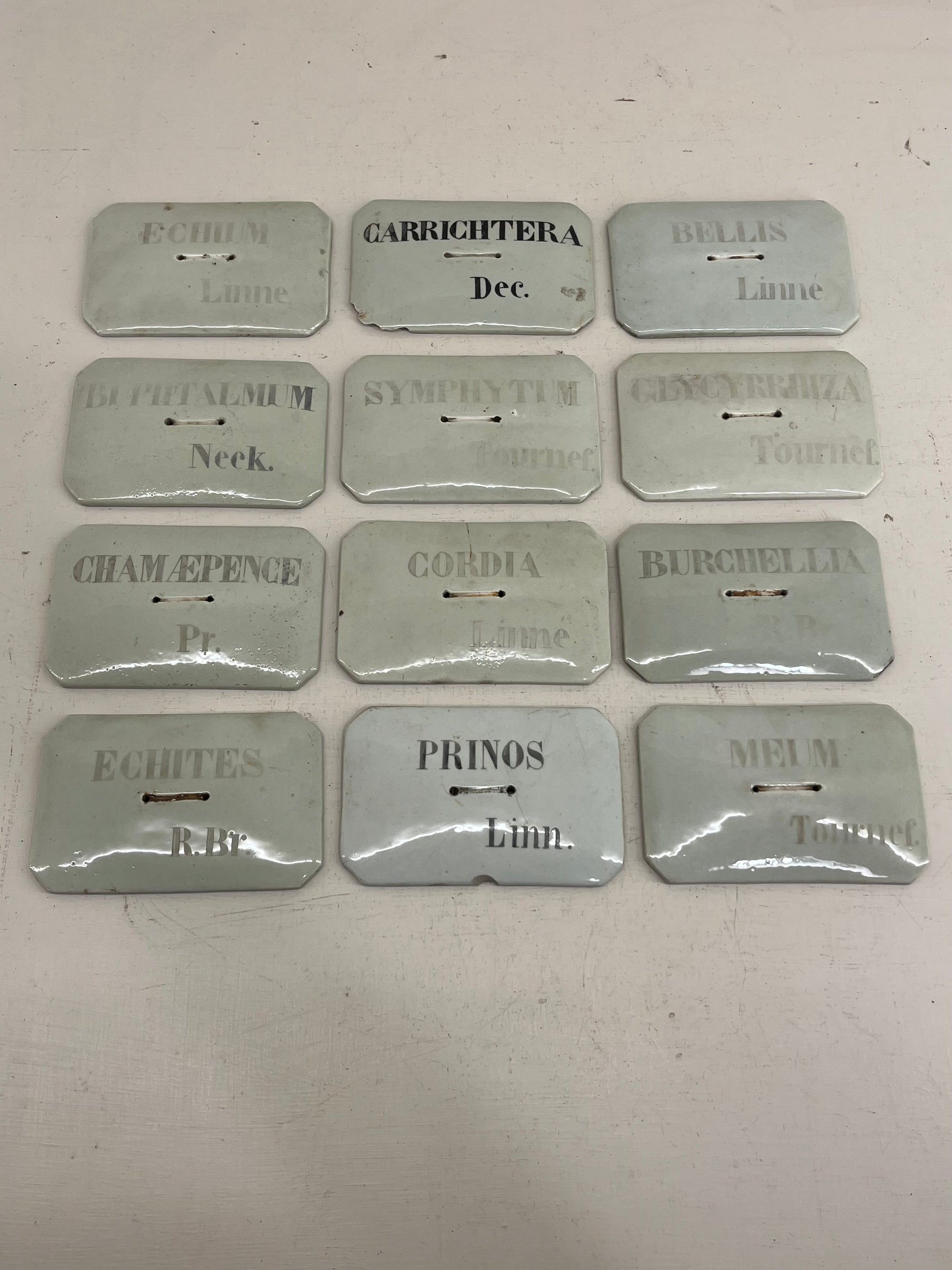 French Porcelain Plant Label