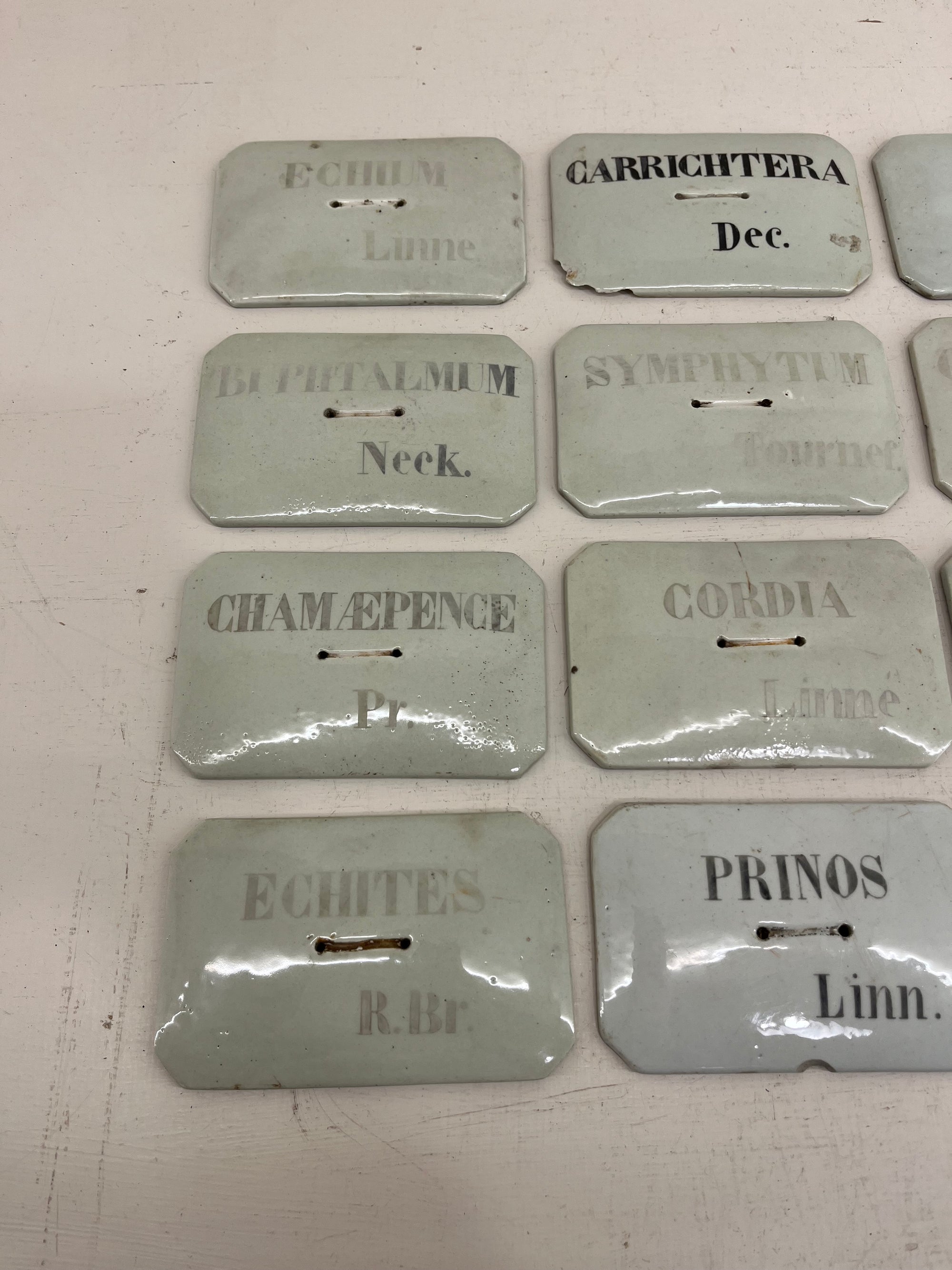 French Porcelain Plant Label