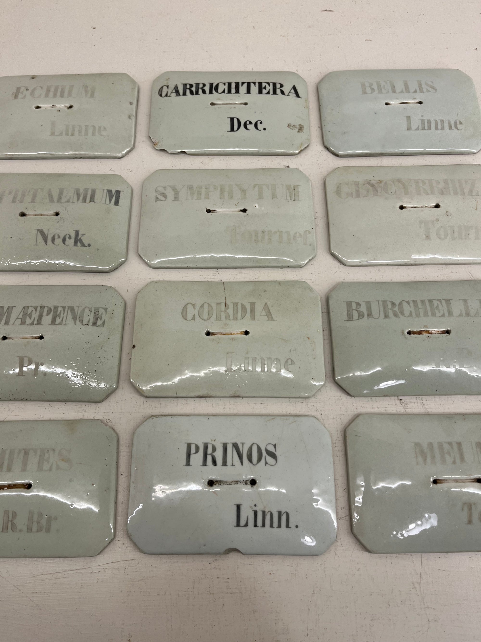 French Porcelain Plant Label