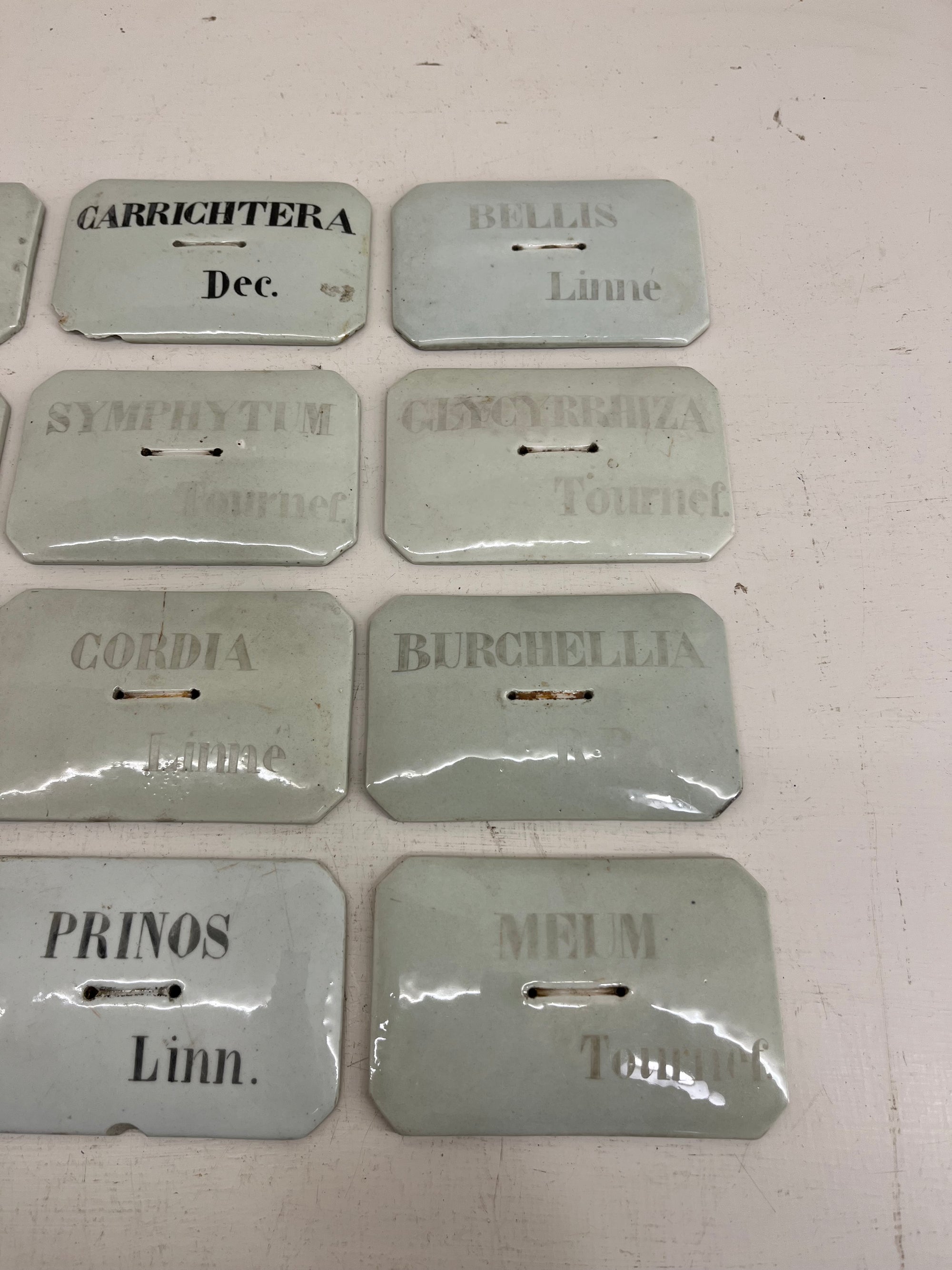 French Porcelain Plant Label