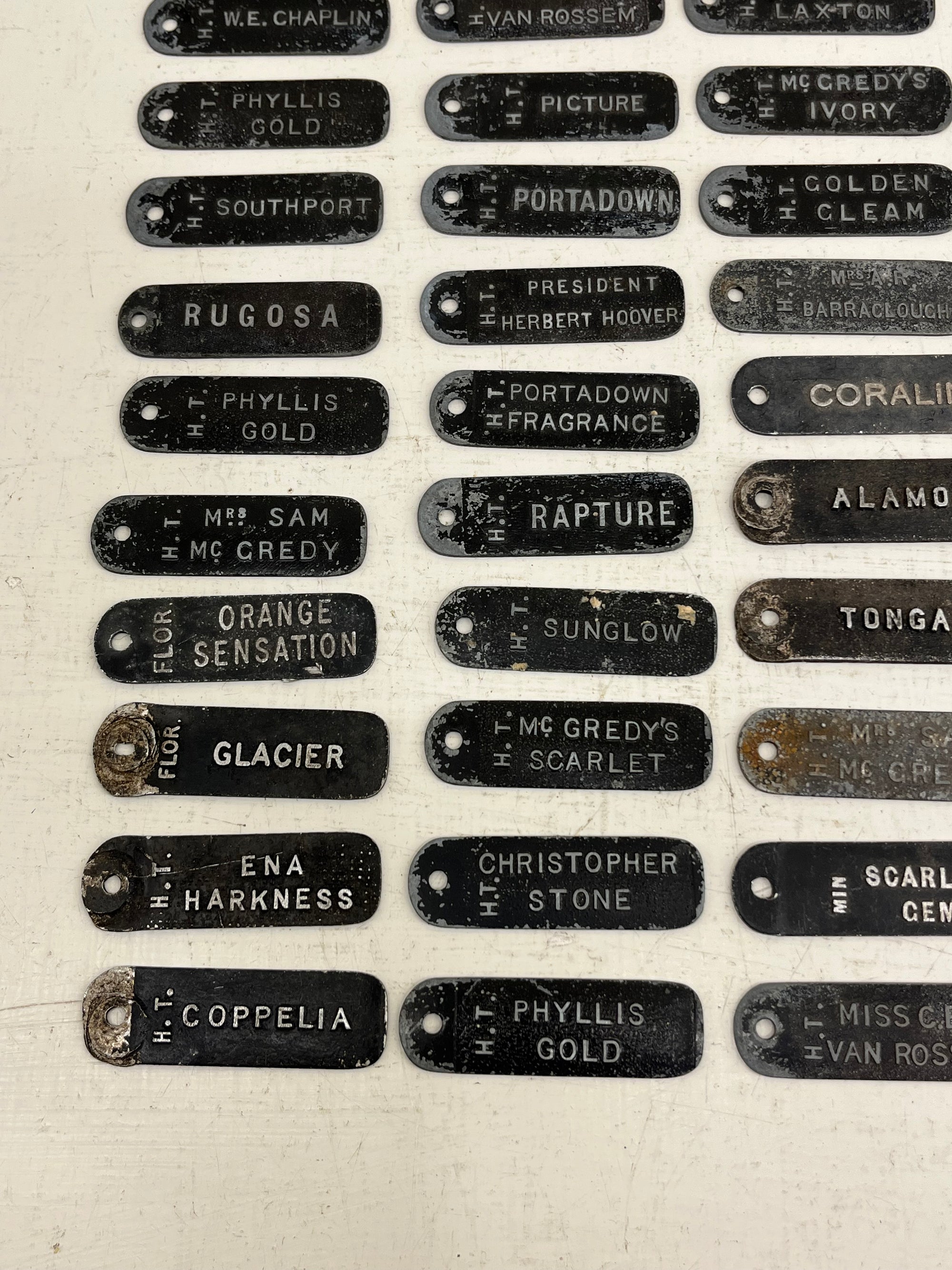 ACME Rose Labels