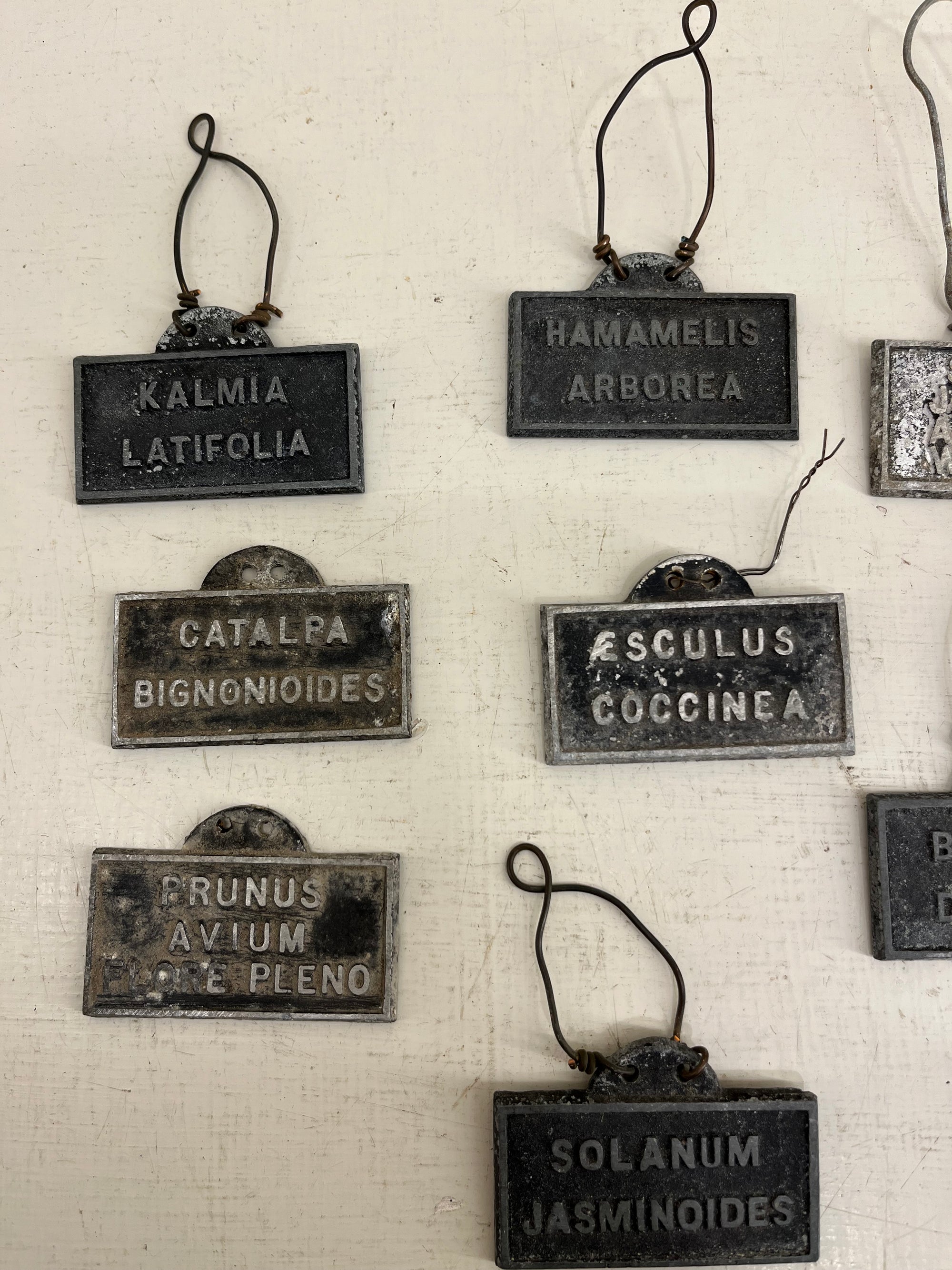 Hanging Shrub Labels