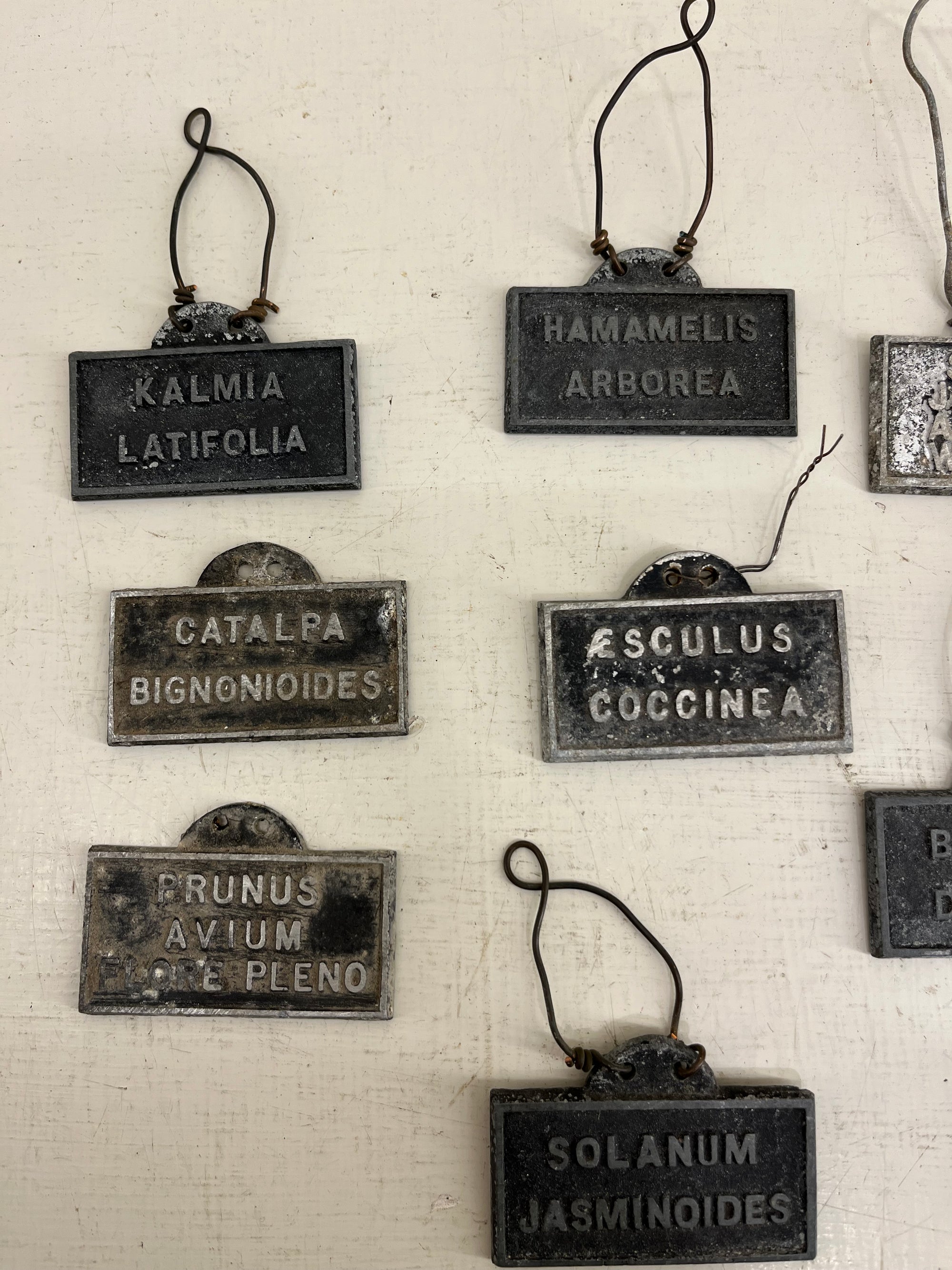 Hanging Shrub Labels