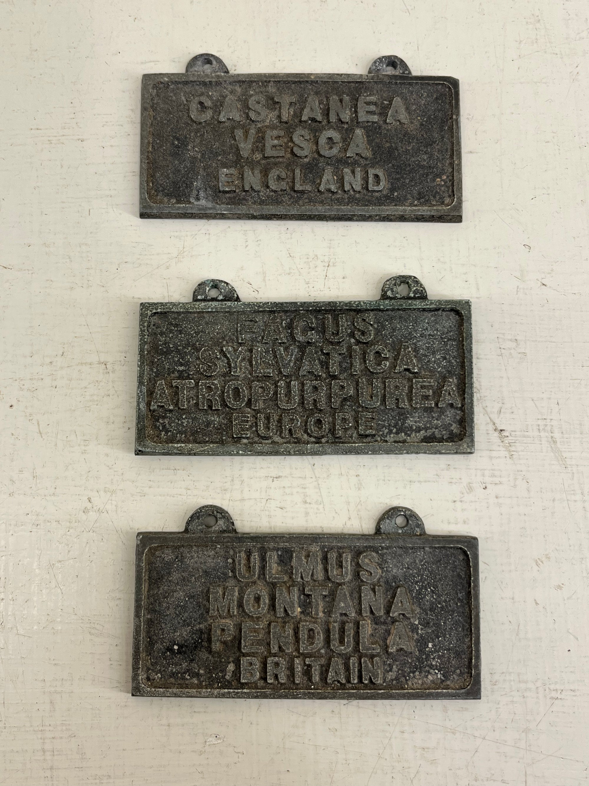 Tree  Labels