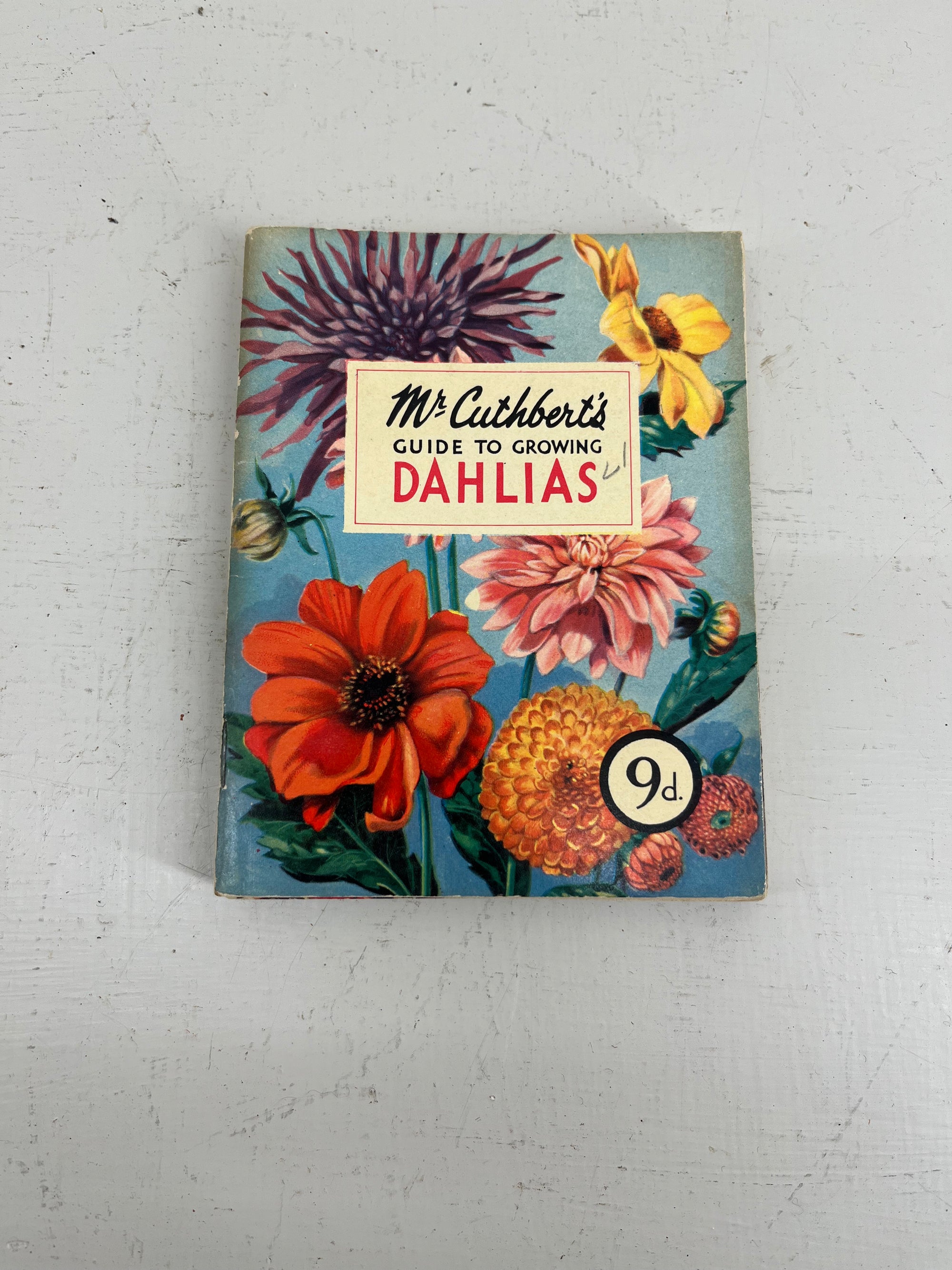Mr Cuthberts Dahlias
