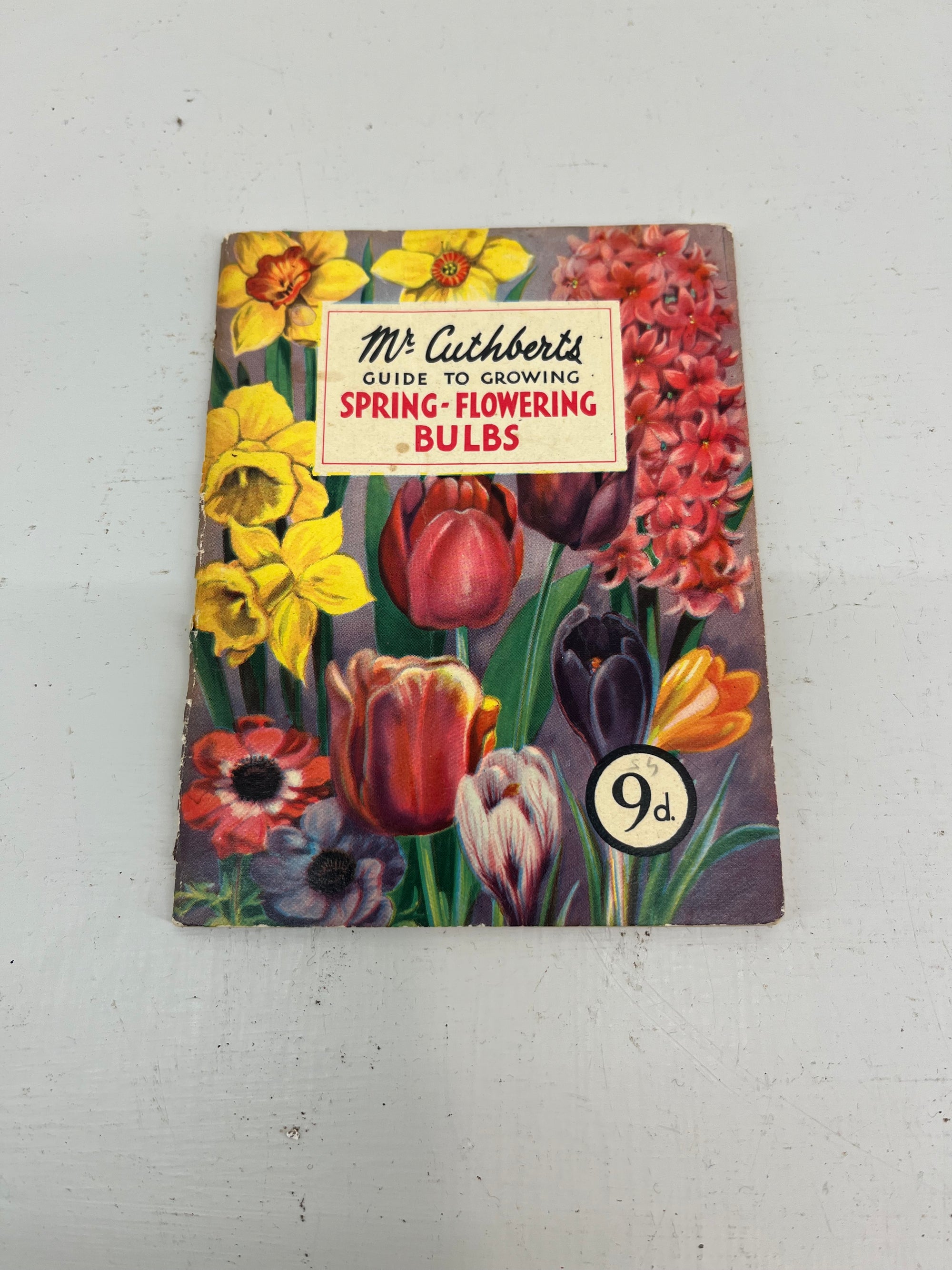 Mr Cuthberts Spring Flowering Bulbs