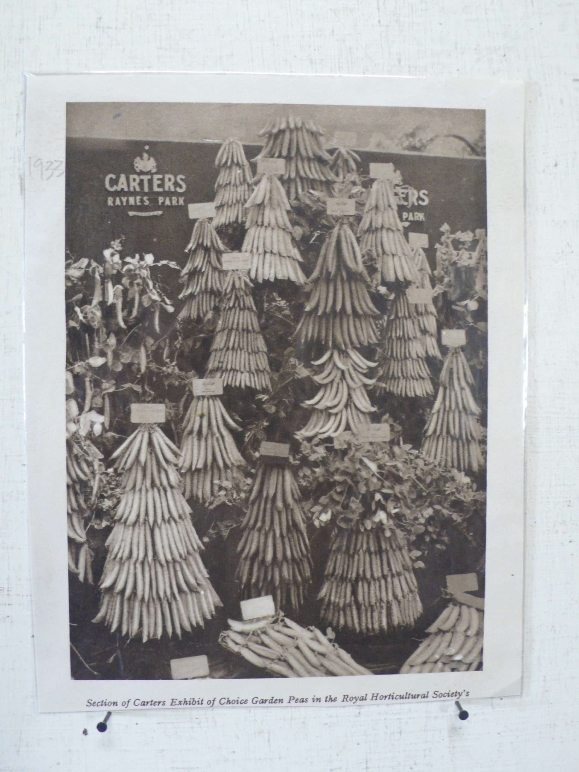 Seed Company Magazine Cuttings