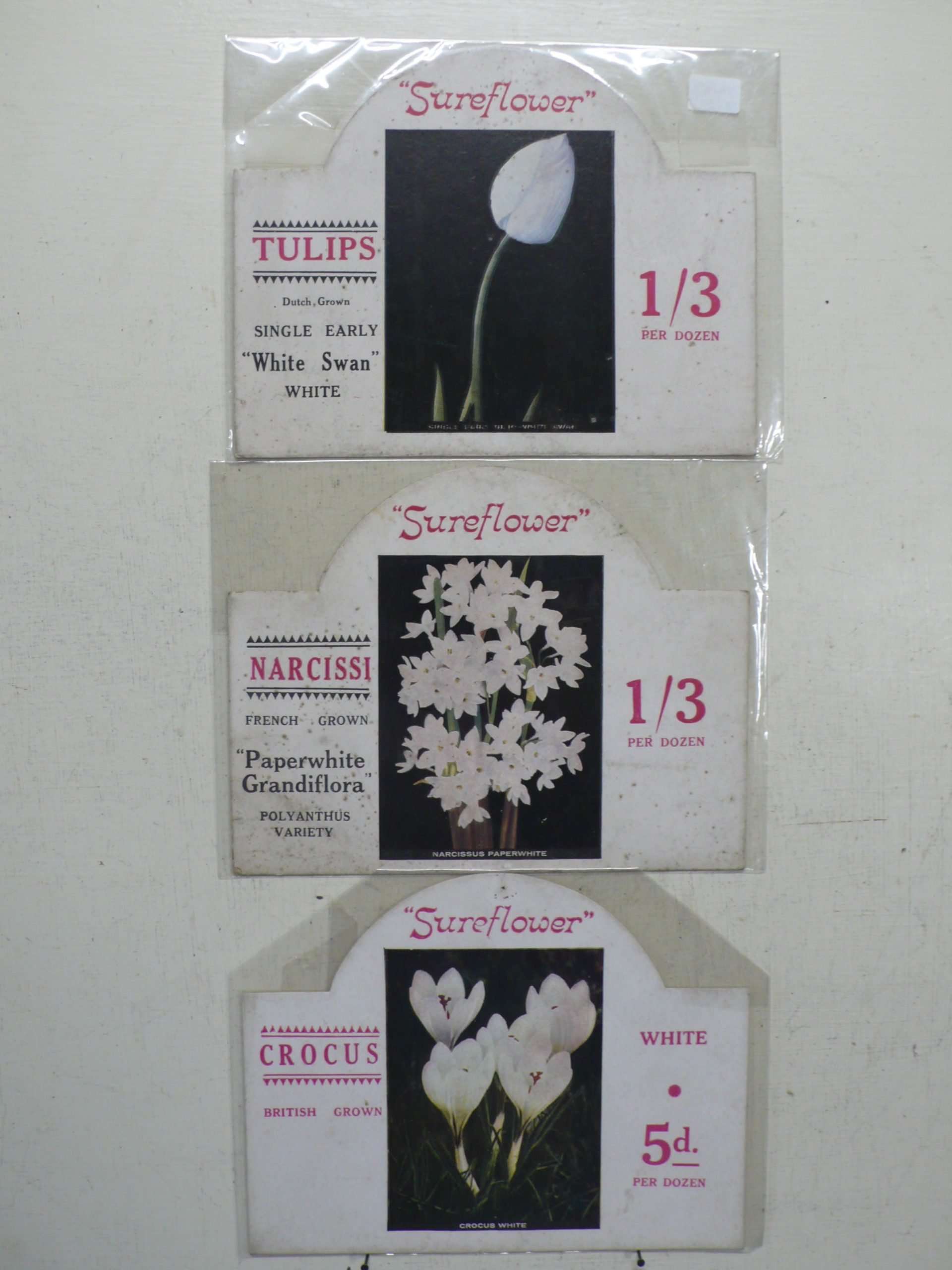 Set of Bulb Cards