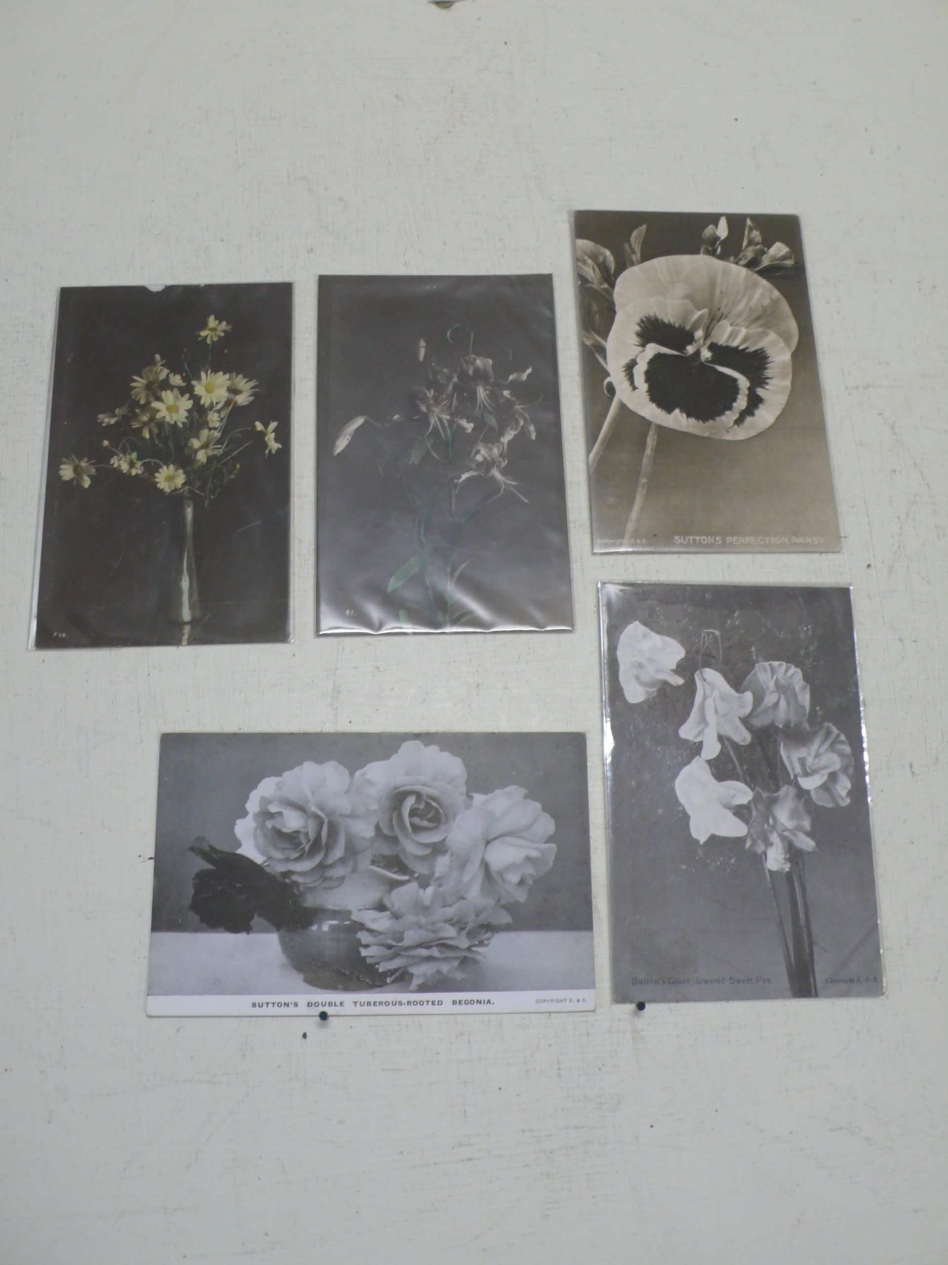 Set of Suttons Seeds Cards