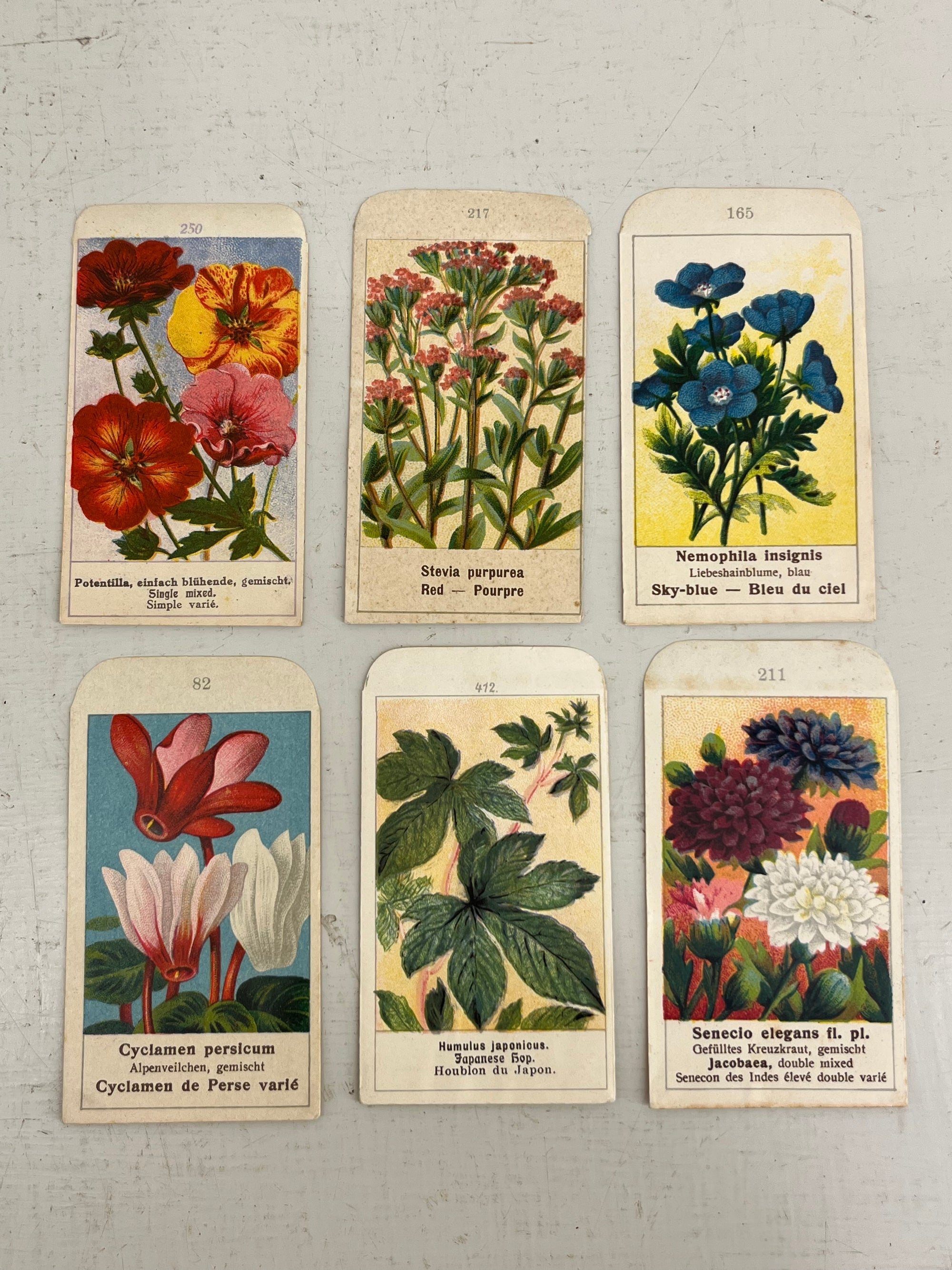 Vintage Belgian Flower Seed Packets