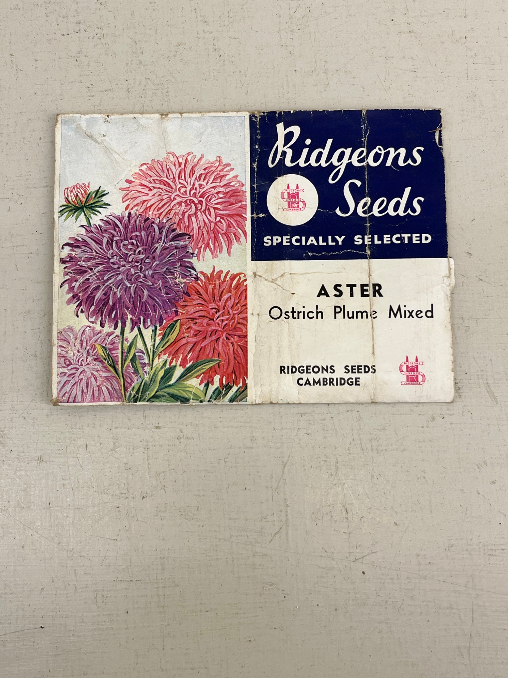 Ridgeons Seed Packet Asters