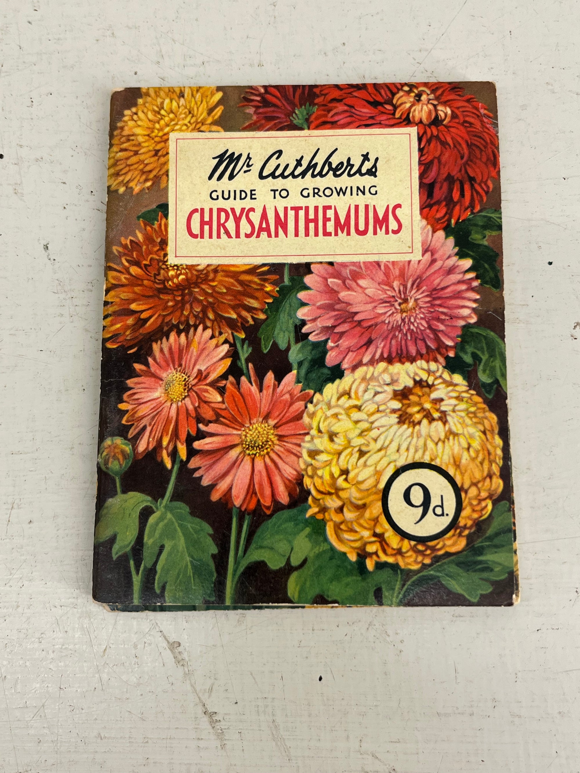 Mr Cuthberts Chrysanthemums