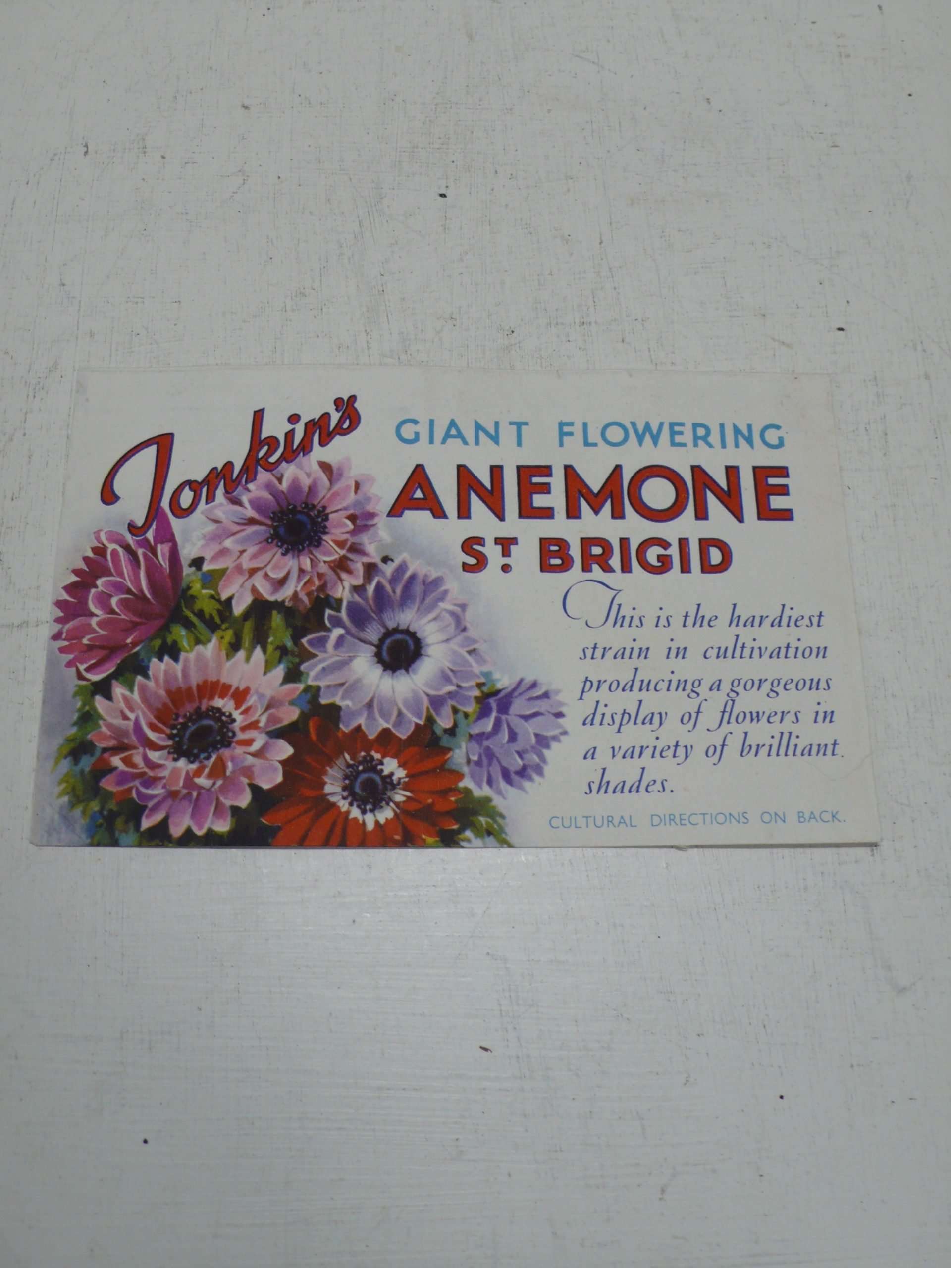Tonkin&#39;s Anemone Seed Packet