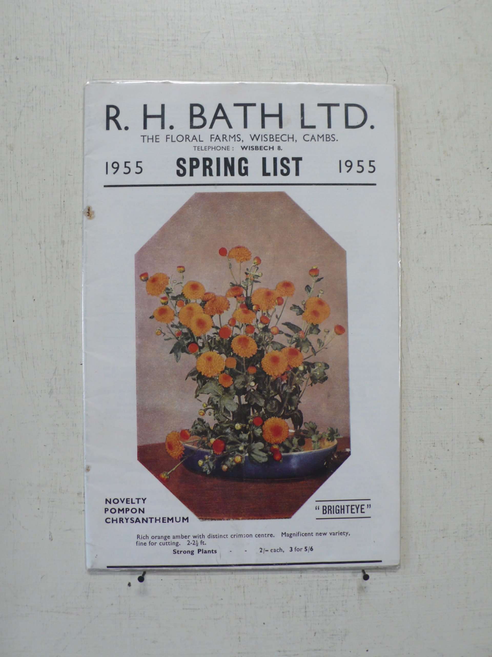 R H Bath Chrysanthemum Catalogue, 1955