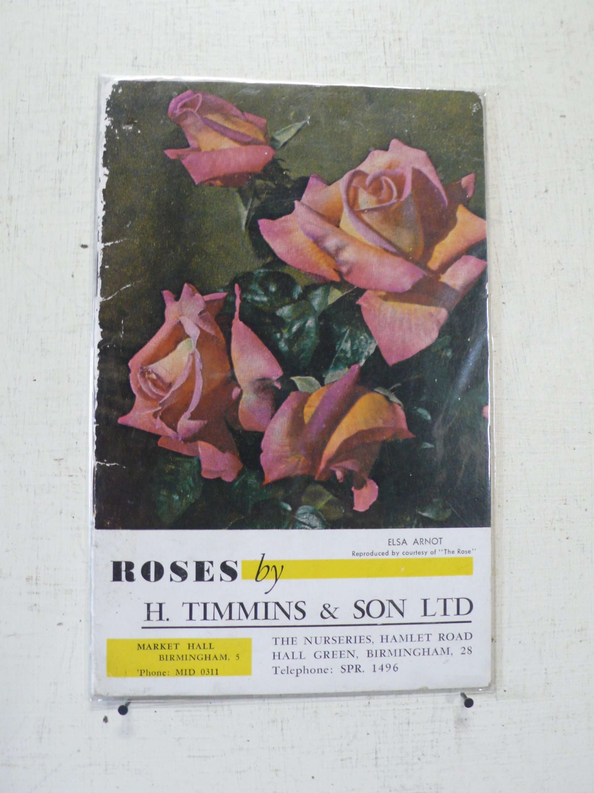 Timmins Roses Catalogue