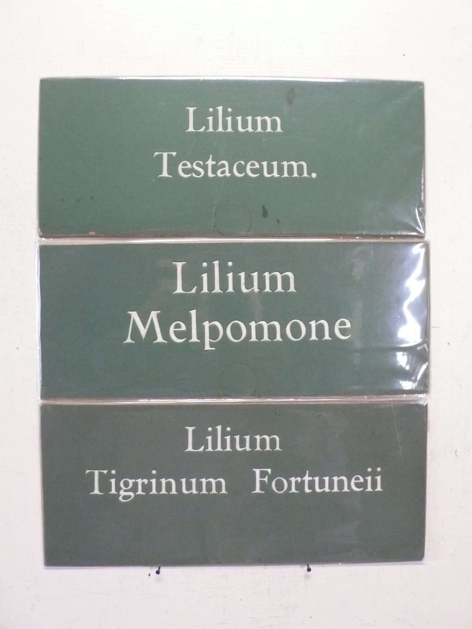 Set of Three Lilium Bulb Display Cards