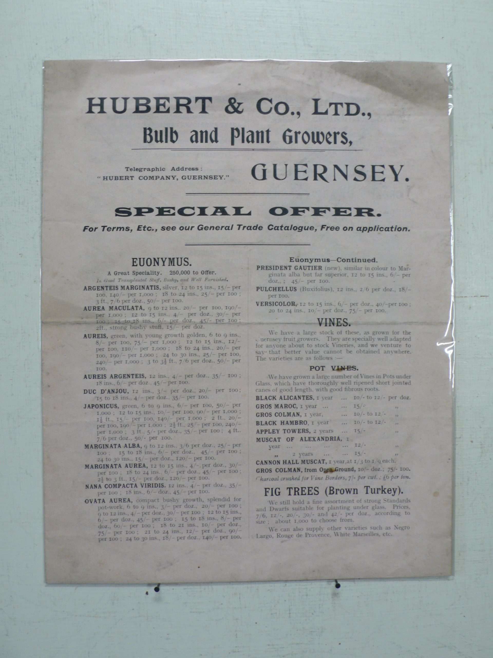 Hubert &amp; Co Nursery Catalogue