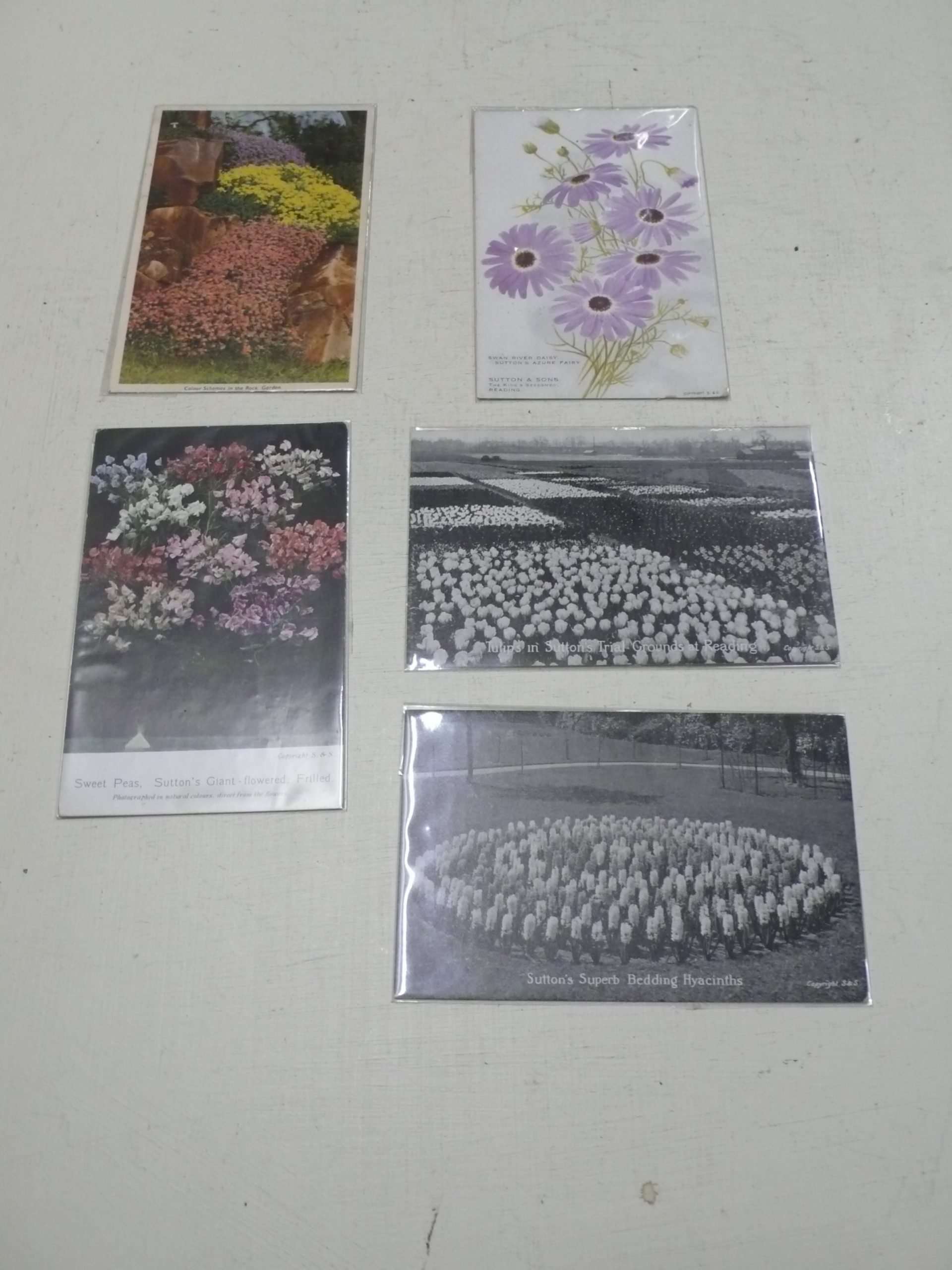 Set of Suttons Seeds Cards