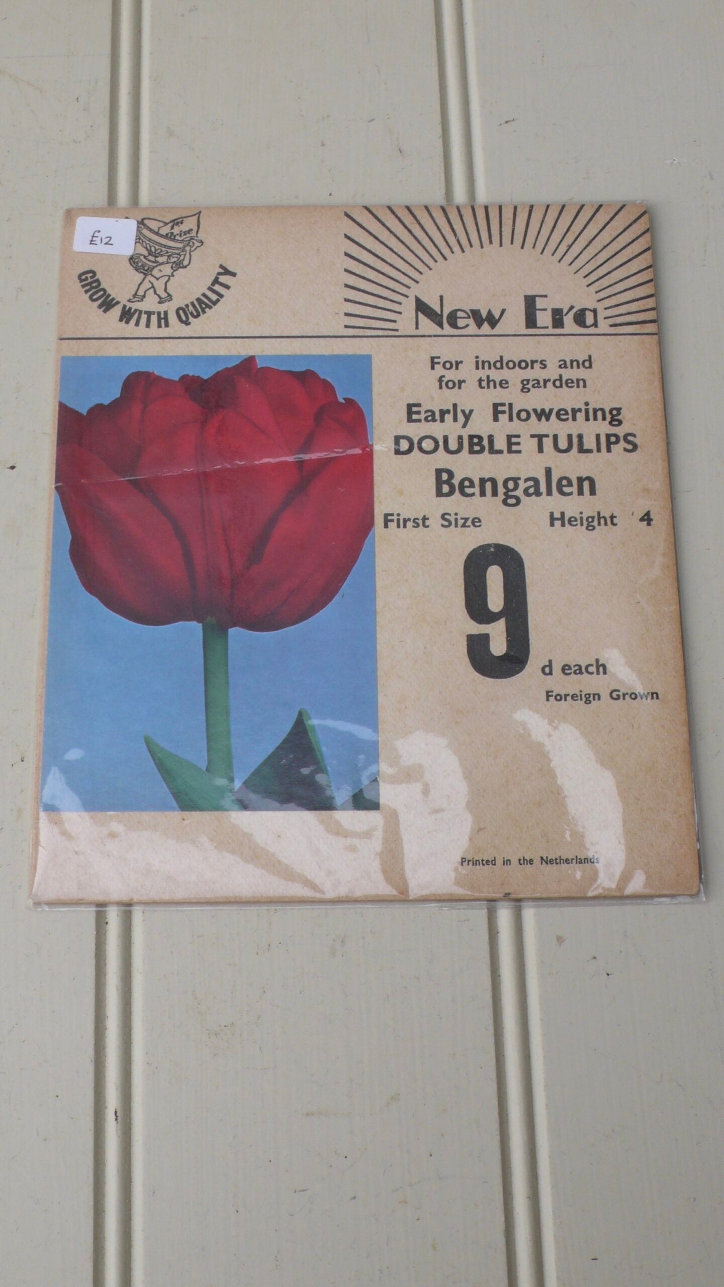 Tulip Bulb Card